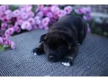 akita-puppies-9-weeks-old-dallas-texas-small-5