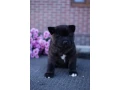 akita-puppies-9-weeks-old-dallas-texas-small-4