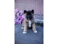 akita-puppies-9-weeks-old-dallas-texas-small-1