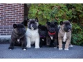 akita-puppies-9-weeks-old-dallas-texas-small-0