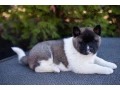 akita-puppies-9-weeks-old-dallas-texas-small-2