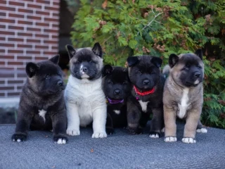 Akita puppies, 9 weeks old, Dallas (Texas)