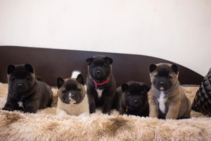 akita-puppies-9-weeks-old-dallas-texas-big-3