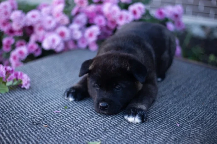 akita-puppies-9-weeks-old-dallas-texas-big-5