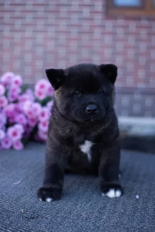 akita-puppies-9-weeks-old-dallas-texas-big-4