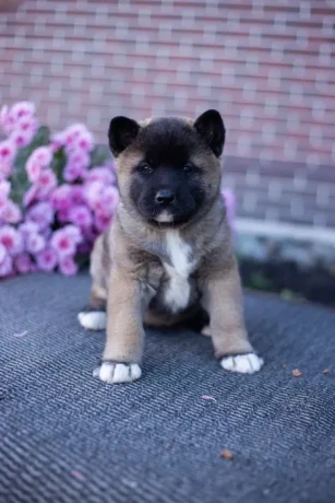 akita-puppies-9-weeks-old-dallas-texas-big-1