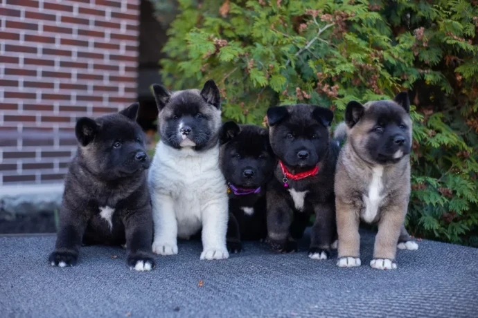 akita-puppies-9-weeks-old-dallas-texas-big-0