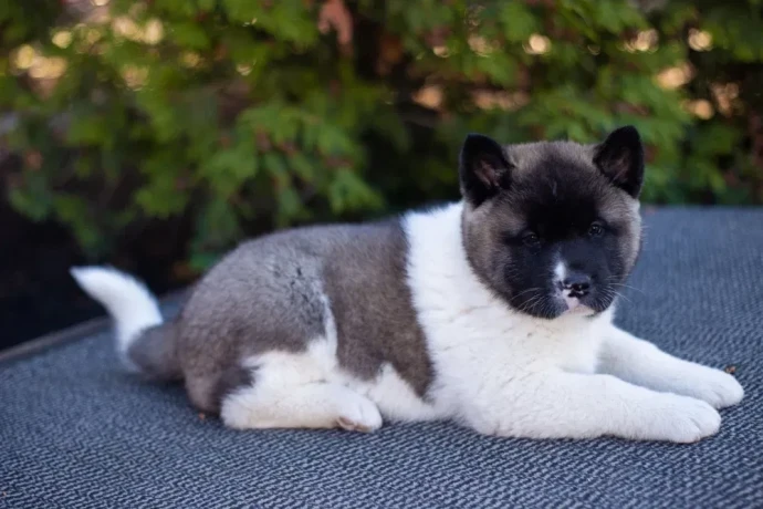 akita-puppies-9-weeks-old-dallas-texas-big-2