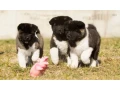 akita-puppy-boy-phoenix-arizona-small-3