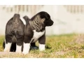 akita-puppy-boy-phoenix-arizona-small-1