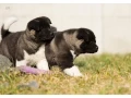 akita-puppy-boy-phoenix-arizona-small-2