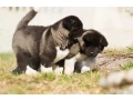 akita-puppy-boy-phoenix-arizona-small-6