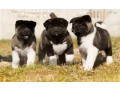 akita-puppy-boy-phoenix-arizona-small-0