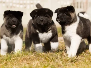 Akita puppy, boy, Phoenix (Arizona)