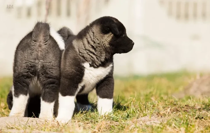 akita-puppy-boy-phoenix-arizona-big-1