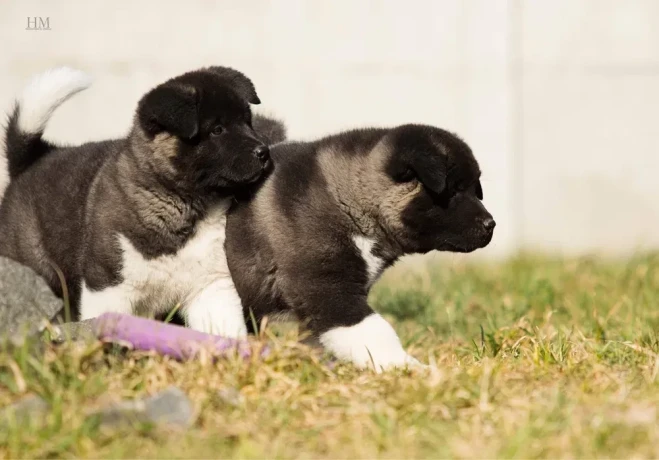 akita-puppy-boy-phoenix-arizona-big-2