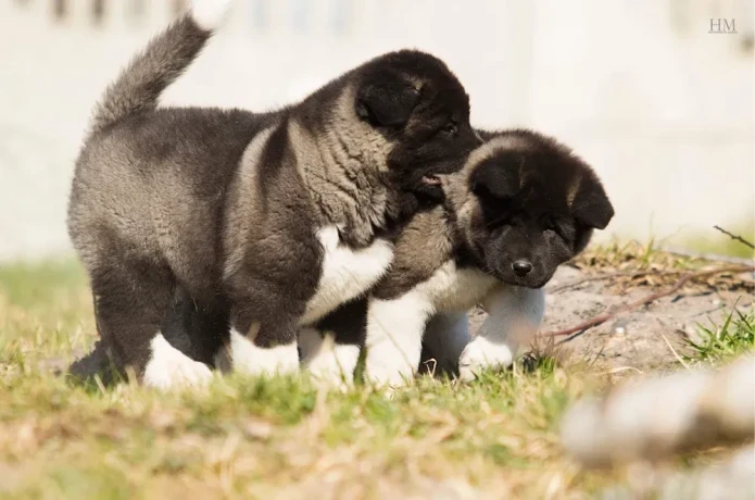 akita-puppy-boy-phoenix-arizona-big-6