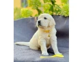 puppies-golden-retriever-small-3