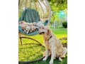 puppies-golden-retriever-small-8