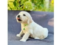 puppies-golden-retriever-small-7