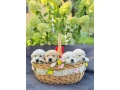 puppies-golden-retriever-small-5