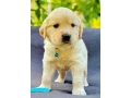 puppies-golden-retriever-small-1