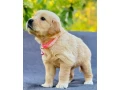 puppies-golden-retriever-small-2