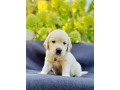 puppies-golden-retriever-small-6