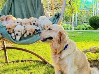 Puppies Golden Retriever