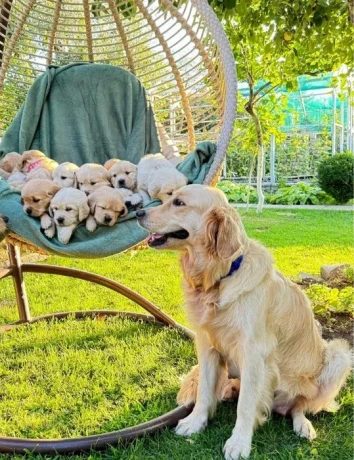 puppies-golden-retriever-big-0