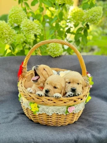 puppies-golden-retriever-big-4