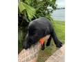 4-week-old-pure-black-labrador-puppies-small-2