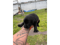 4-week-old-pure-black-labrador-puppies-small-0