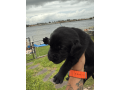 4-week-old-pure-black-labrador-puppies-small-4