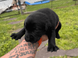 4-Week-Old Pure Black Labrador Puppies