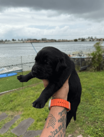 4-week-old-pure-black-labrador-puppies-big-1