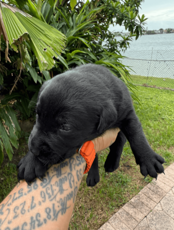 4-week-old-pure-black-labrador-puppies-big-2