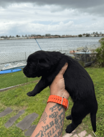 4-week-old-pure-black-labrador-puppies-big-3