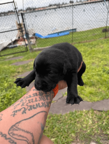 4-week-old-pure-black-labrador-puppies-big-0