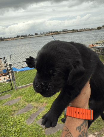 4-week-old-pure-black-labrador-puppies-big-4