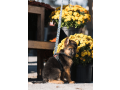 female-german-shepherd-puppy-small-3