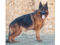 female-german-shepherd-puppy-small-4