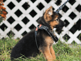 Female German Shepherd puppy