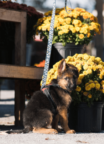 female-german-shepherd-puppy-big-3