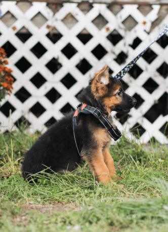 female-german-shepherd-puppy-big-0