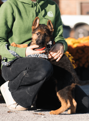 female-german-shepherd-puppy-big-2