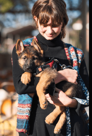 female-german-shepherd-puppy-big-1