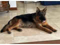 male-german-shepherd-puppy-small-2