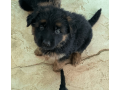 male-german-shepherd-puppy-small-0