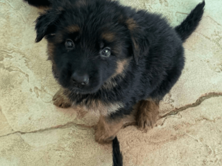 Male German Shepherd puppy